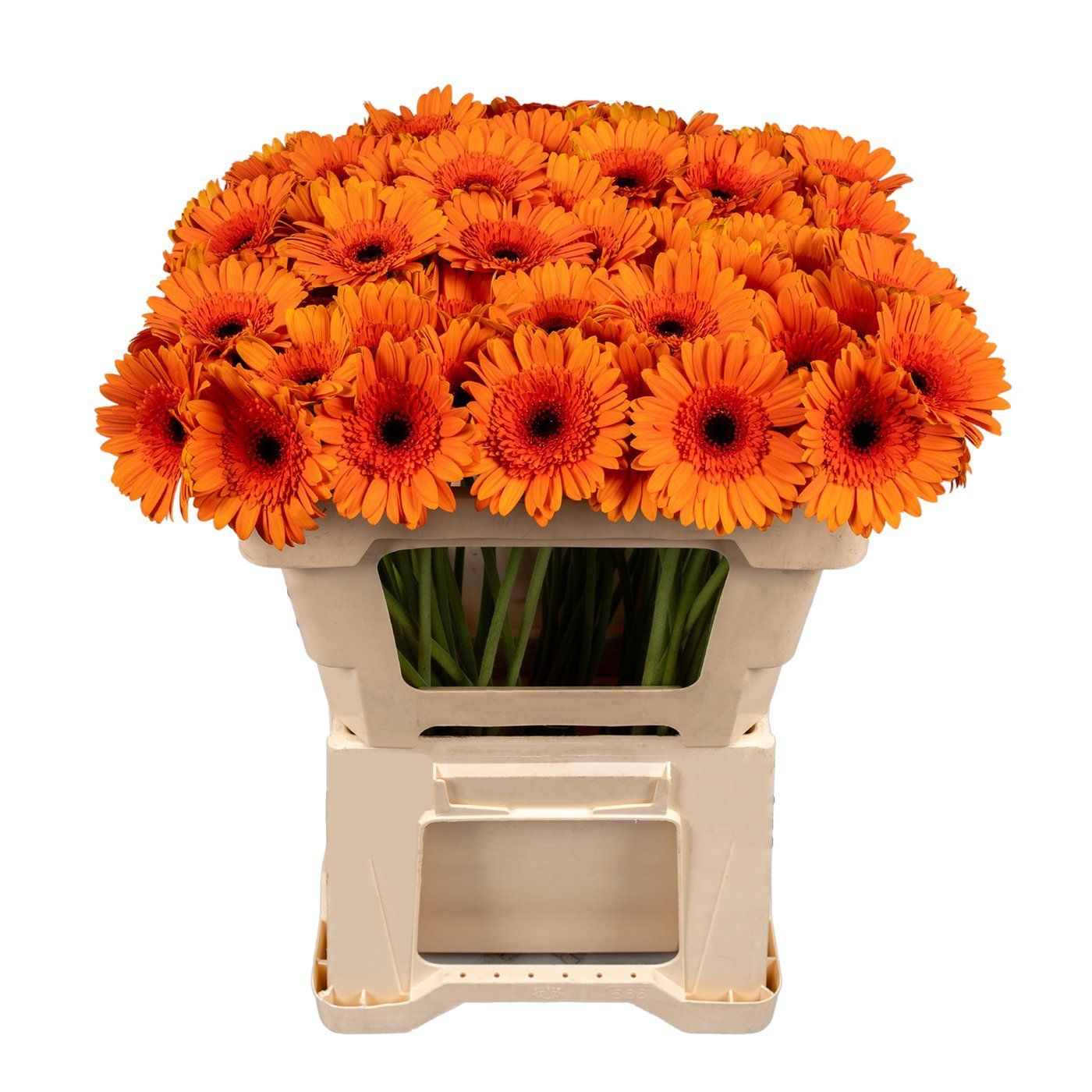 Seizoensbloem