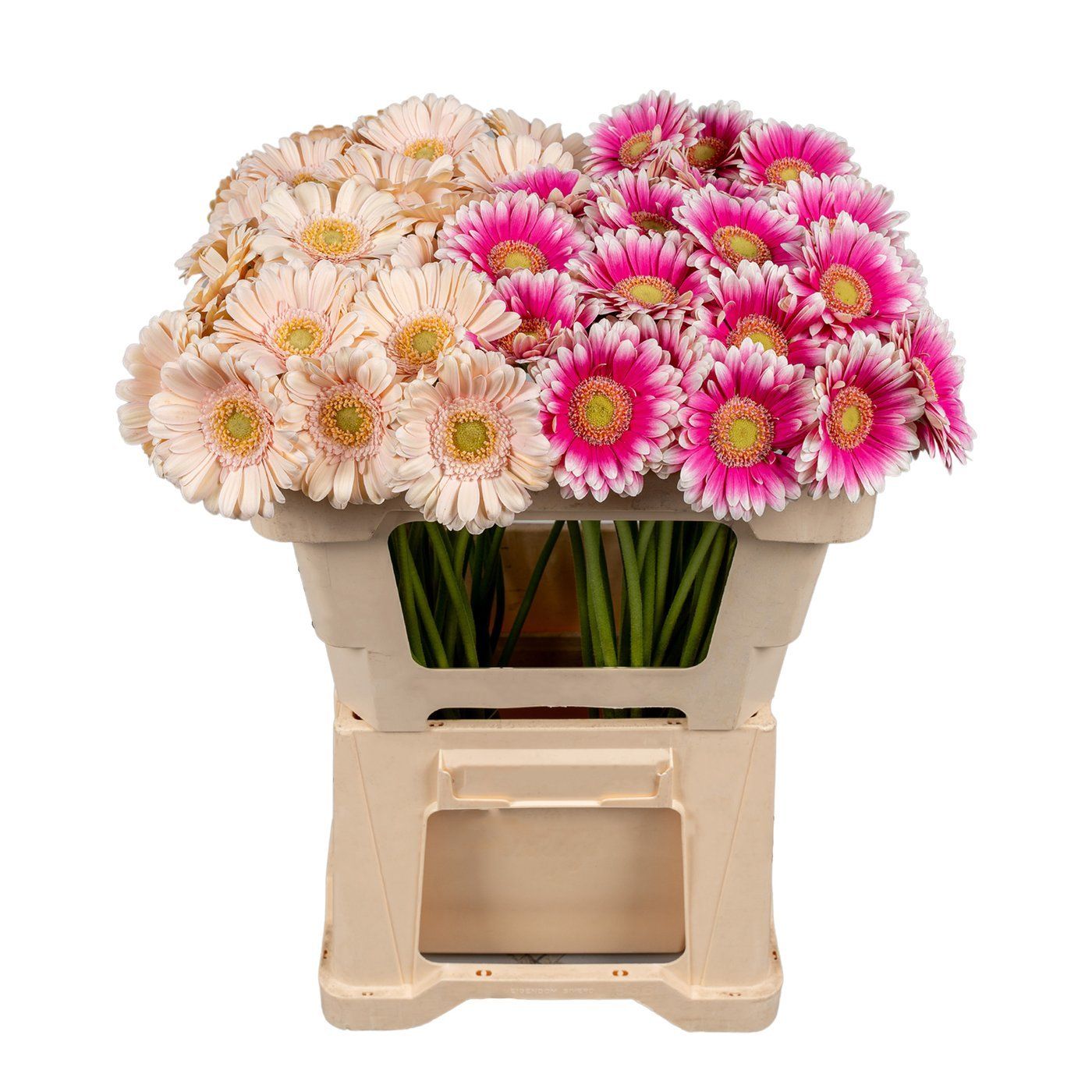Seizoensbloem