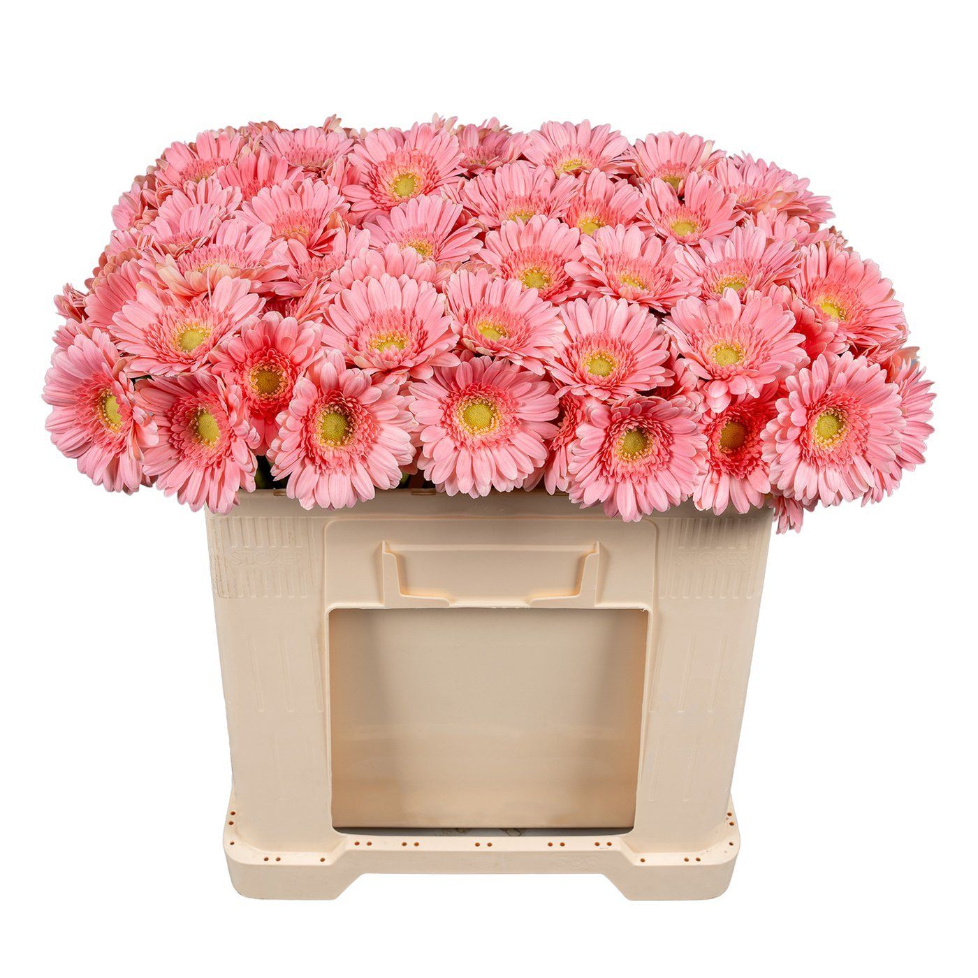 Seizoensbloem