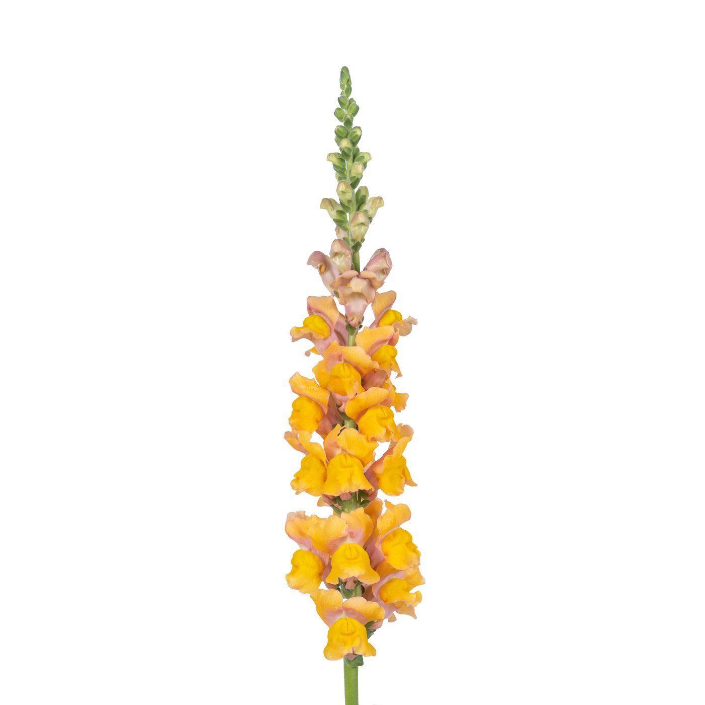 Antirrhinum majus 'Avignon Light Bronze'