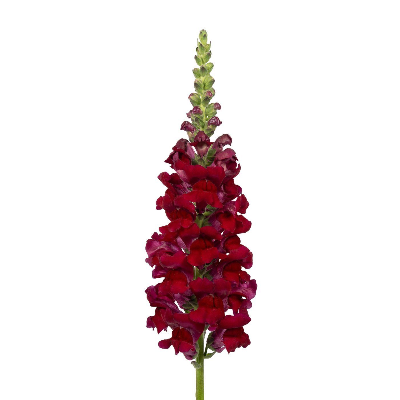 Antirrhinum majus 'Toulon Deep Red'