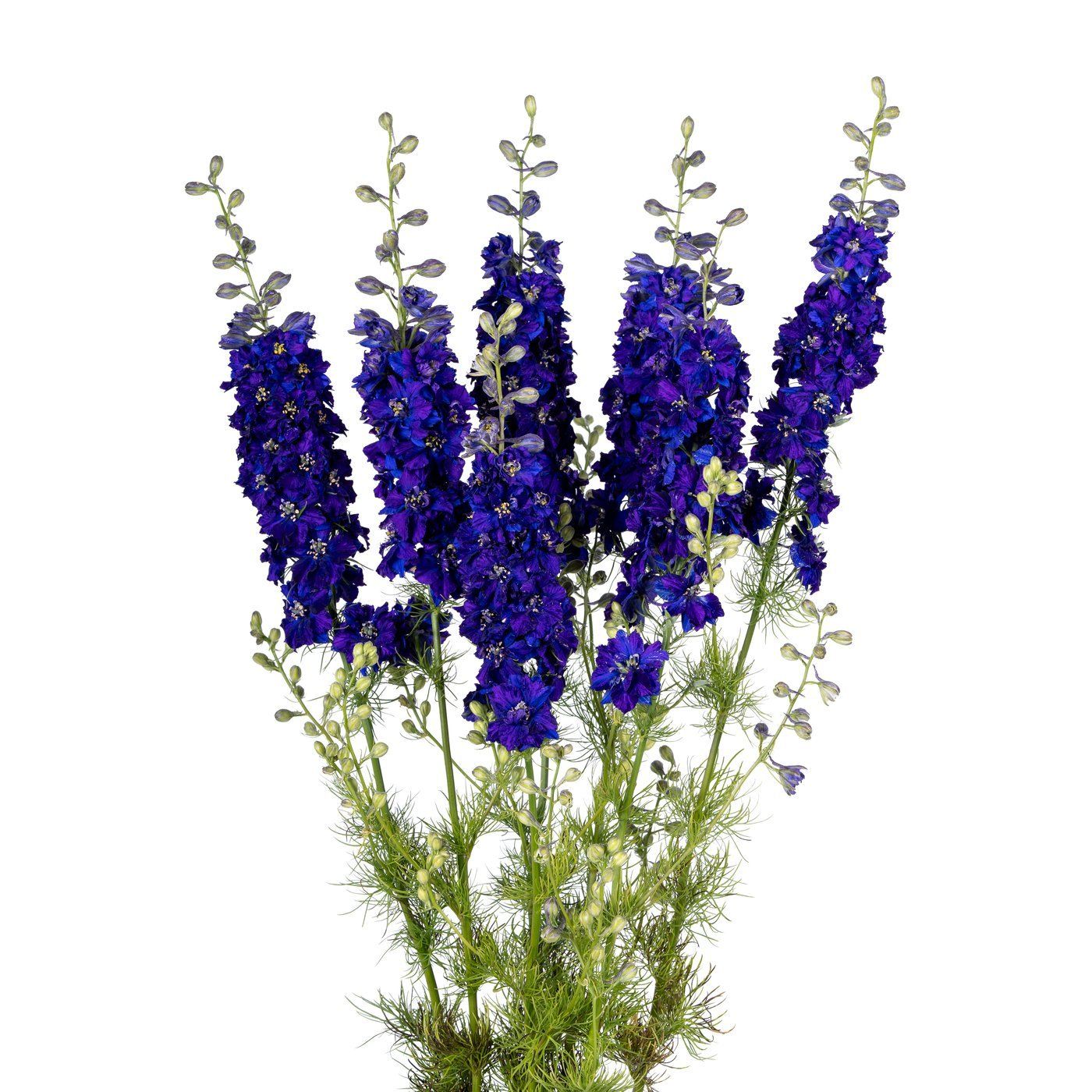 Delphinium 'EVA Blue'