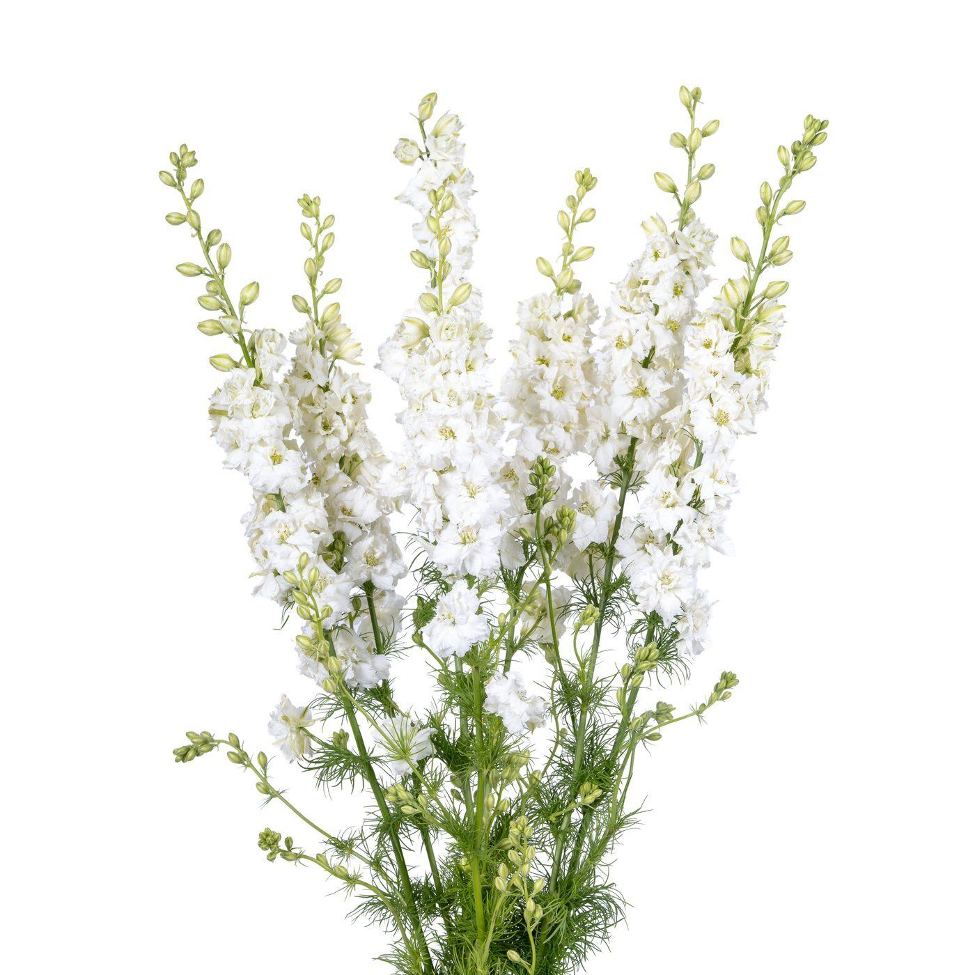 Delphinium 'EVA White'