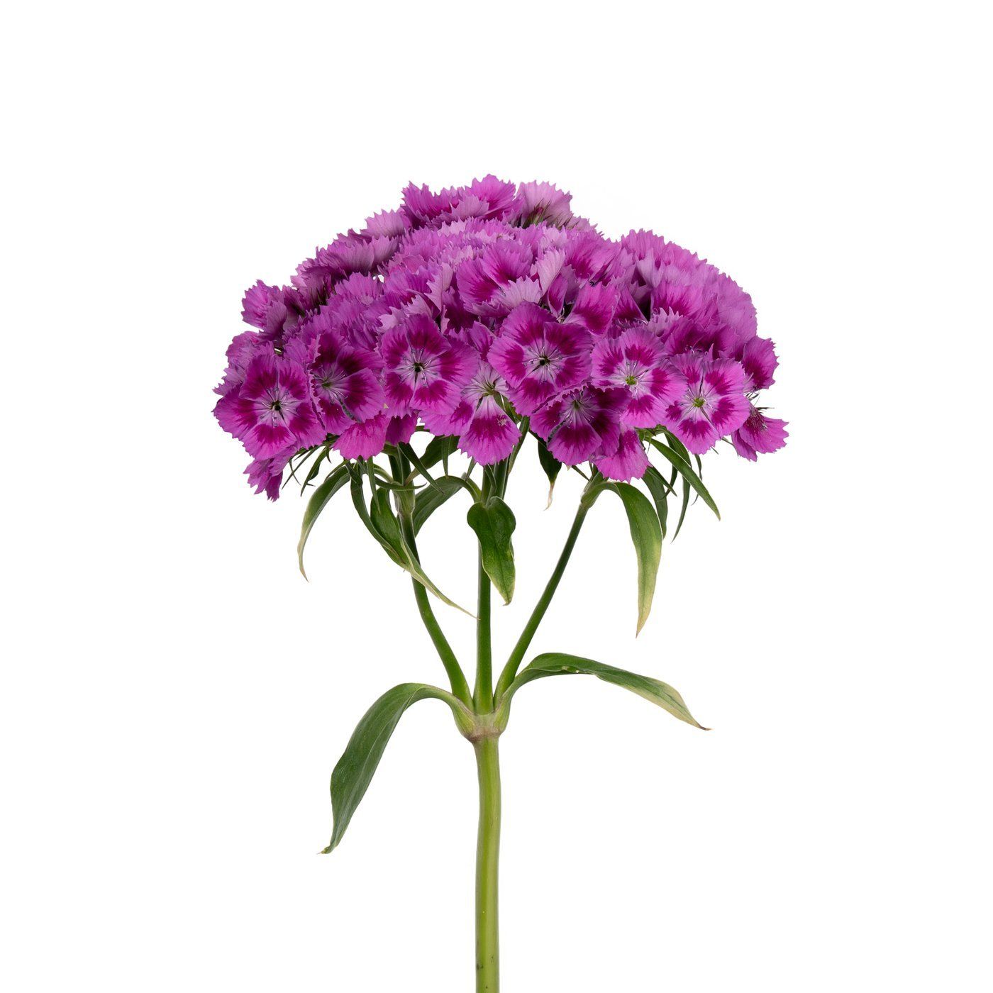 Dianthus 'Barby Violet'