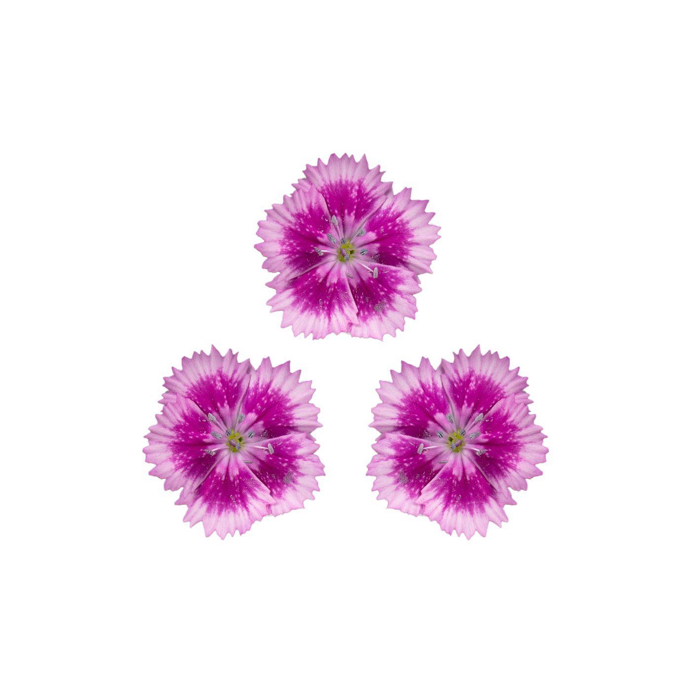 Dianthus 'Barcelona Purple'