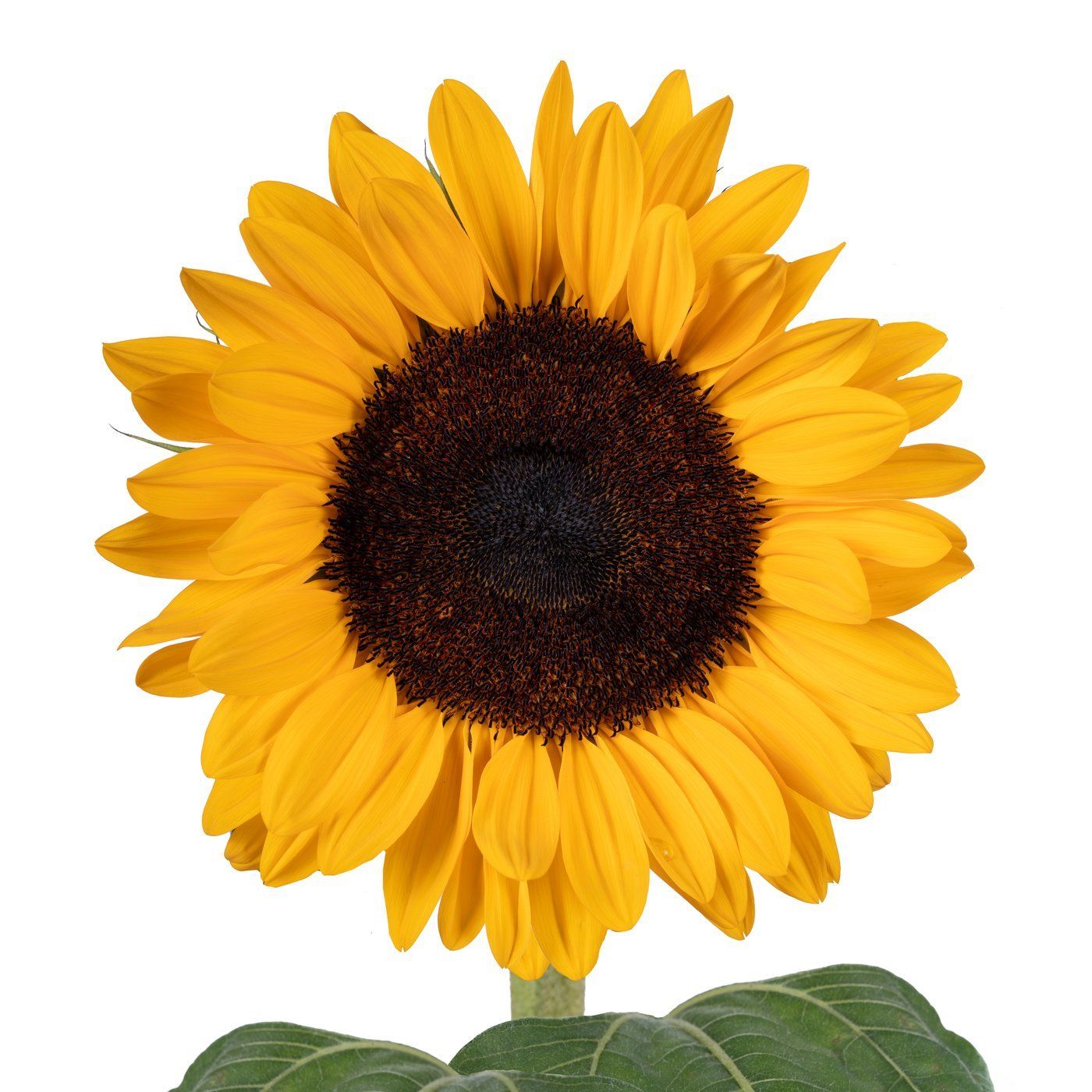 Helianthus annuus