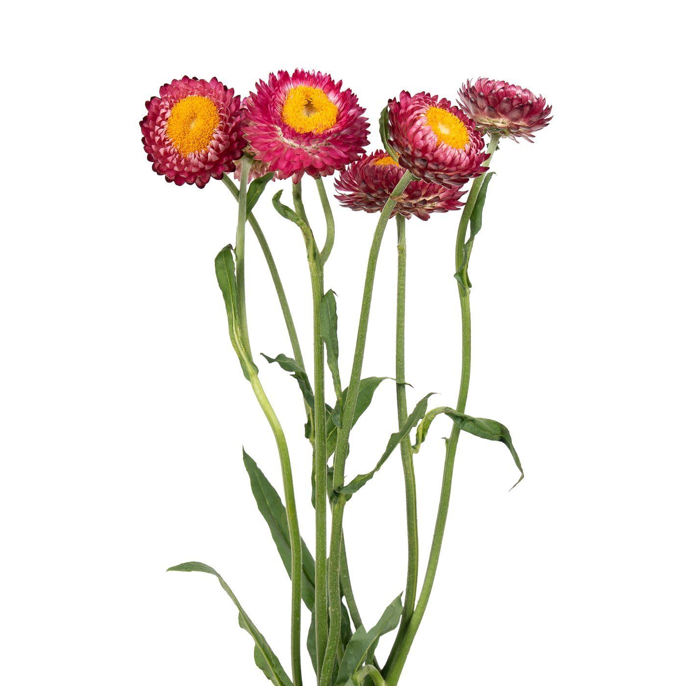 Helichrysum 'Bright Rose'