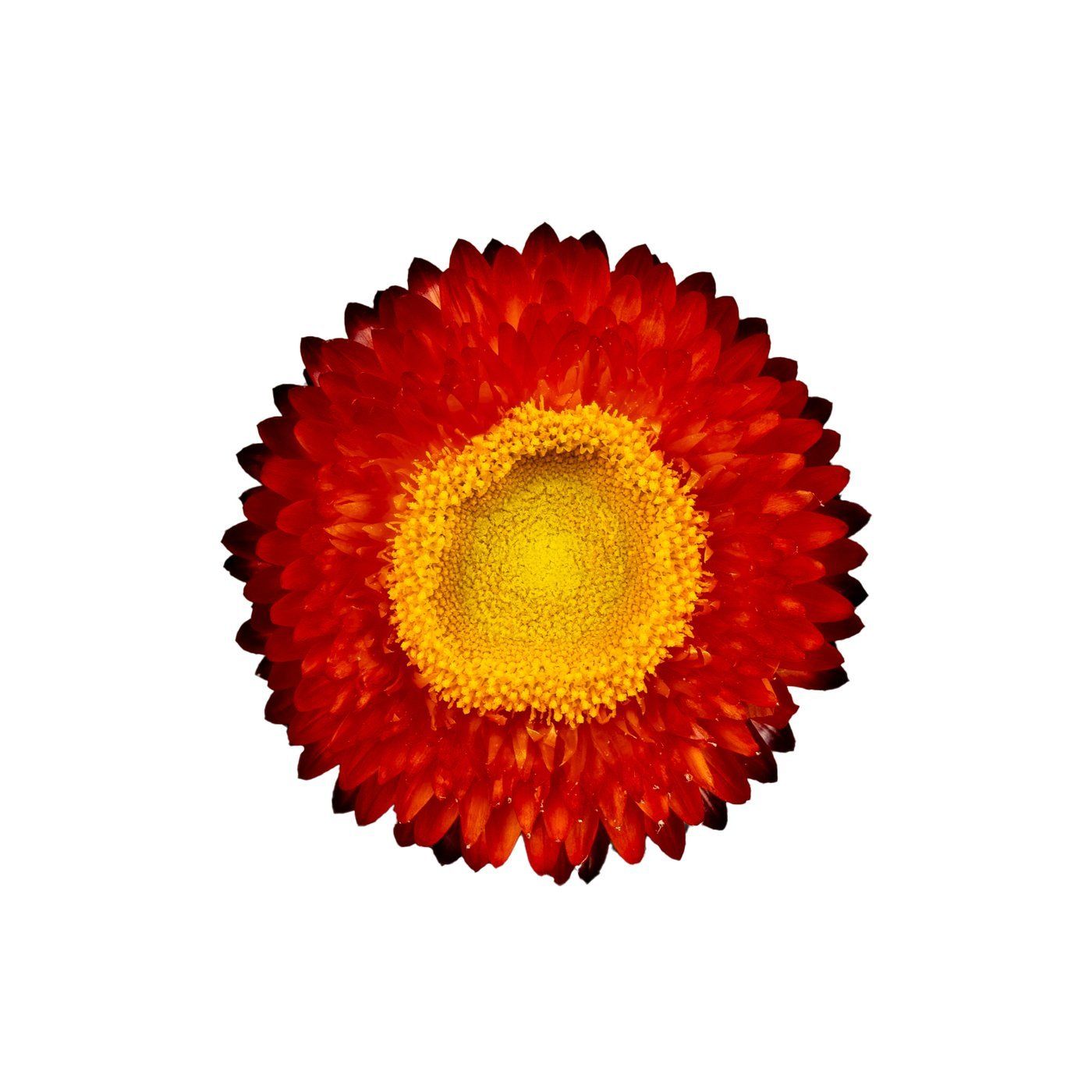 Helichrysum 'Copper Red'