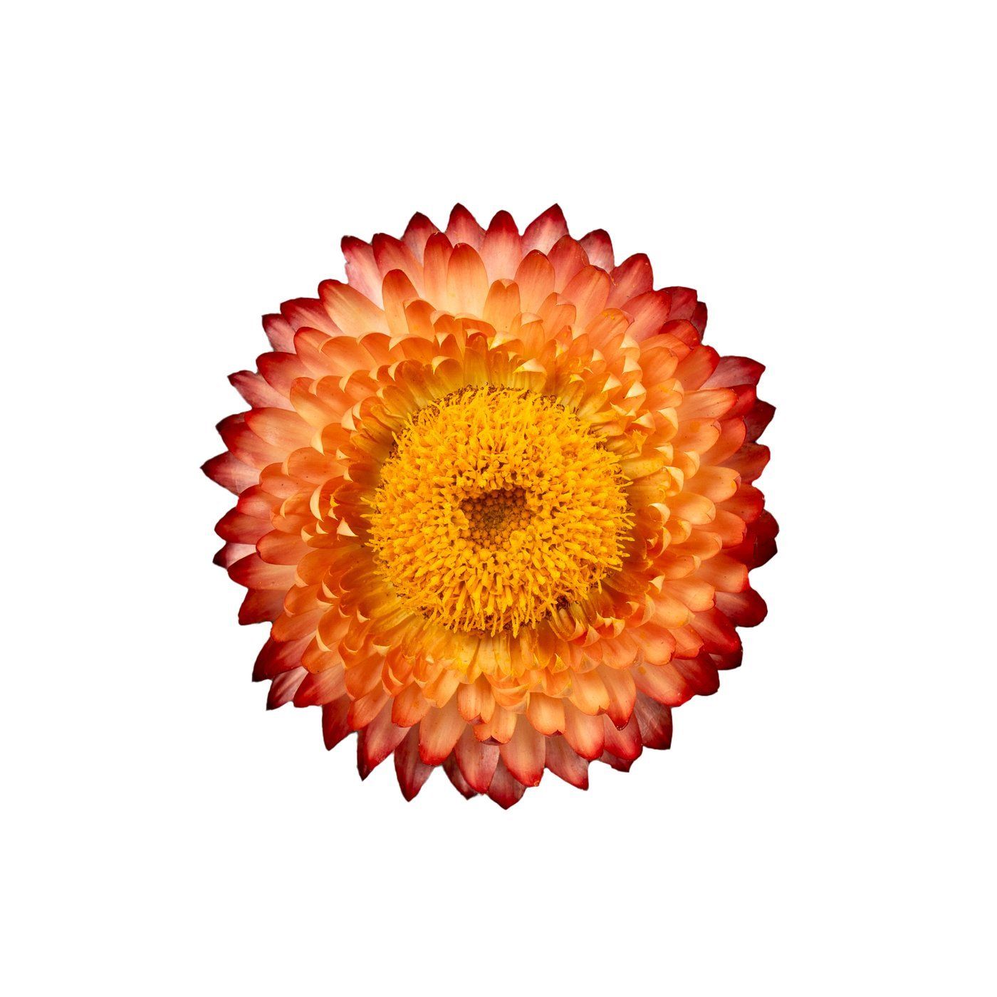 Helichrysum 'Salmon Rose'