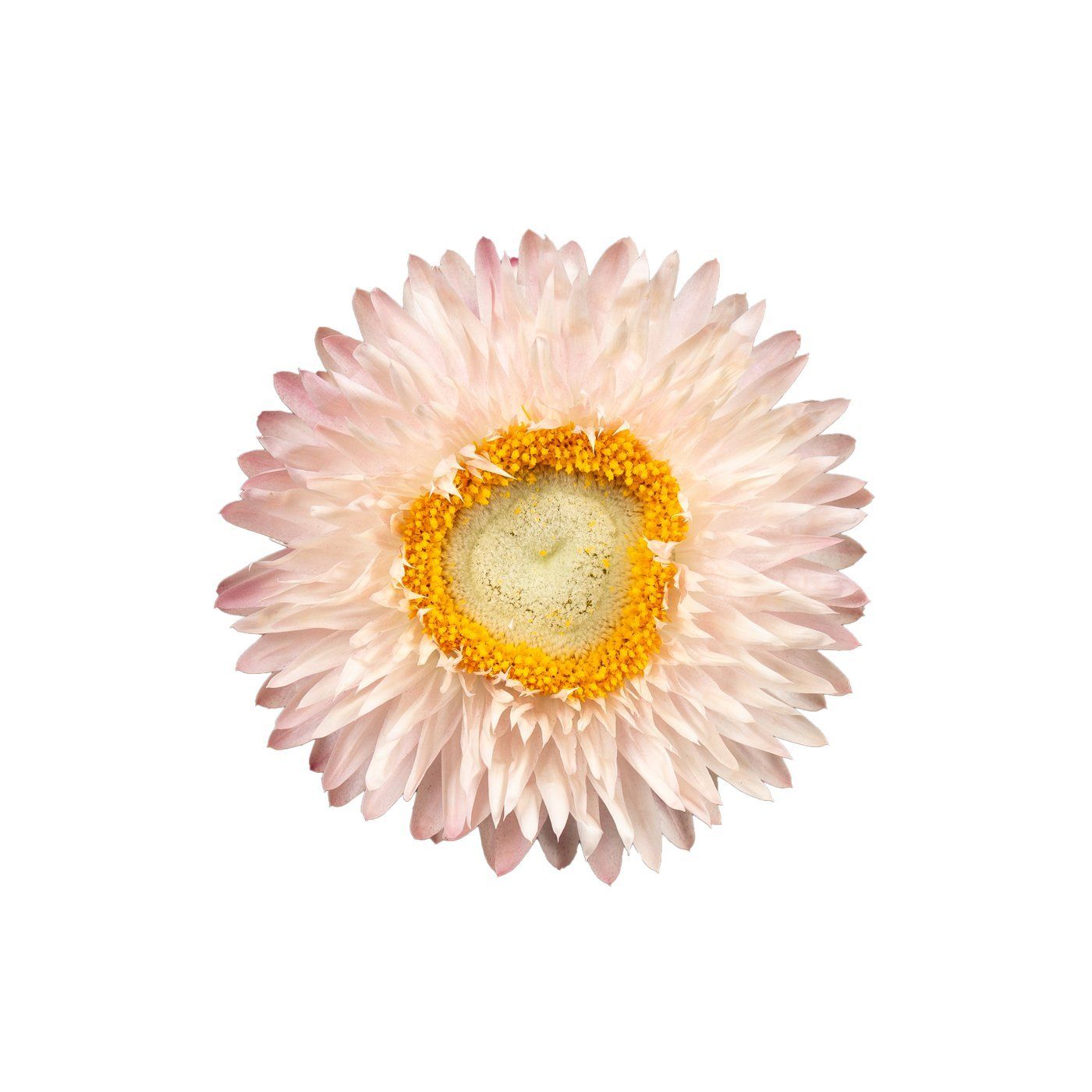 Helichrysum 'Silver Rose'