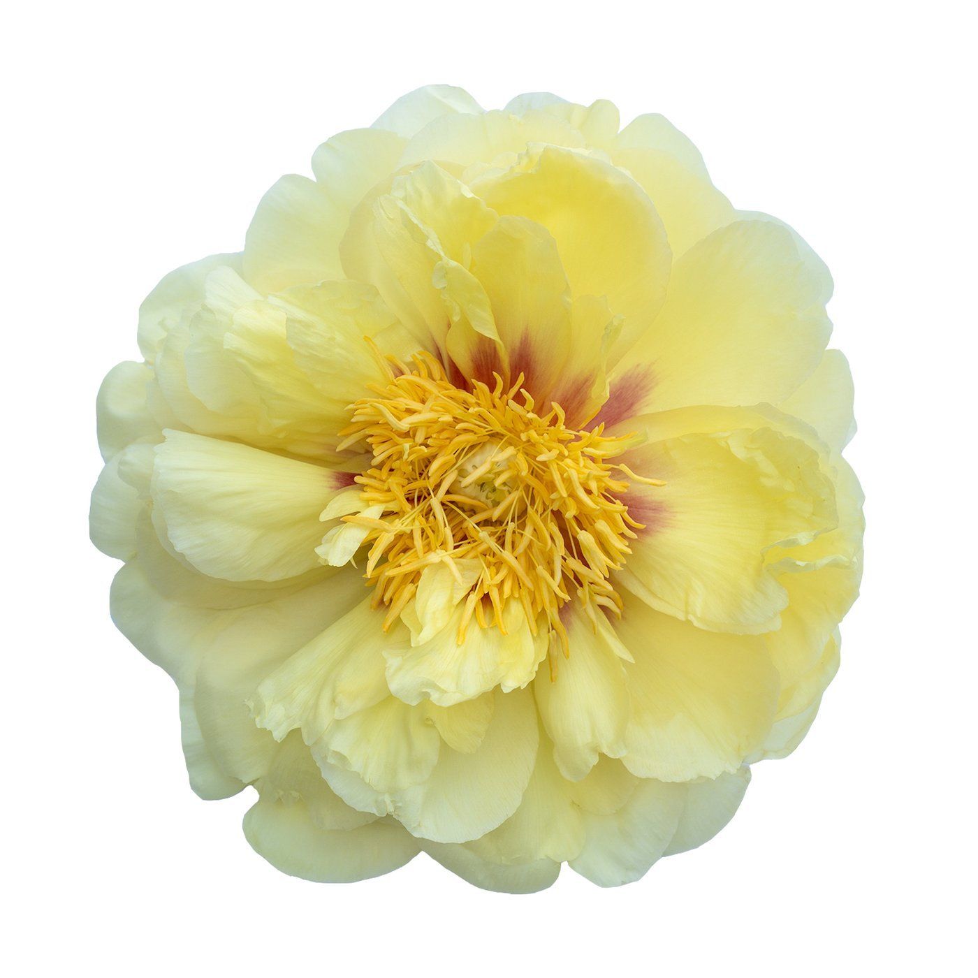 Paeonia 'Bartzella'