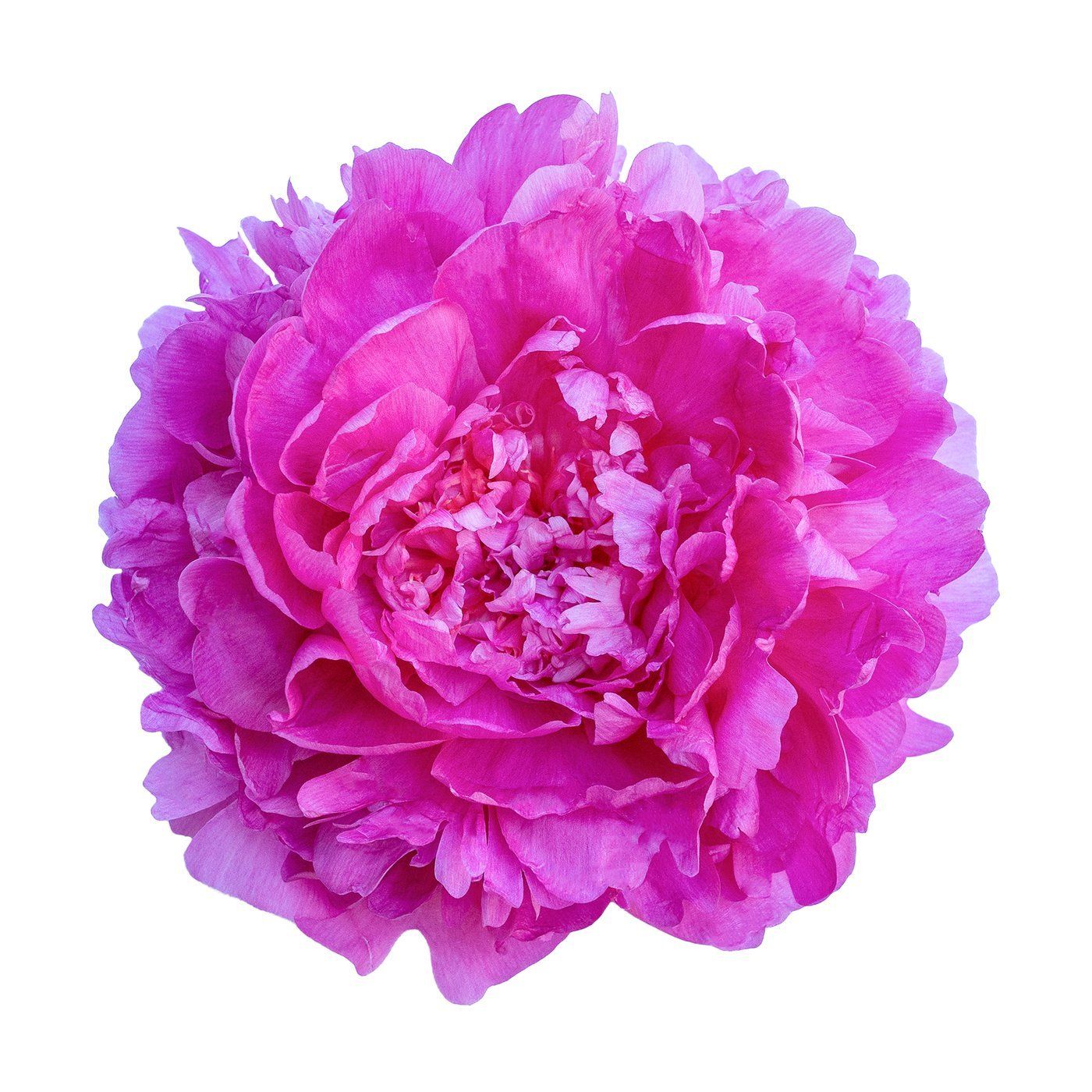 Paeonia 'Glory Hallelujah'