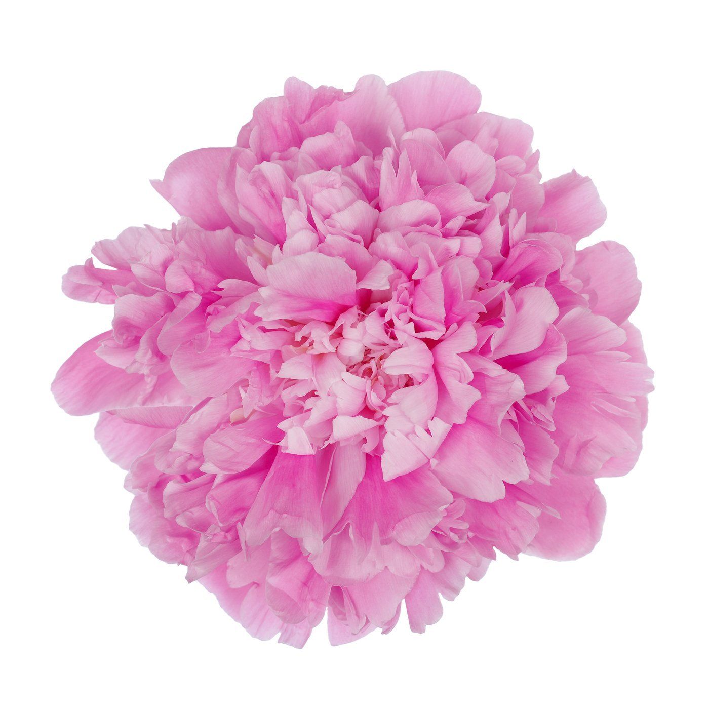 Paeonia 'Jacorma'