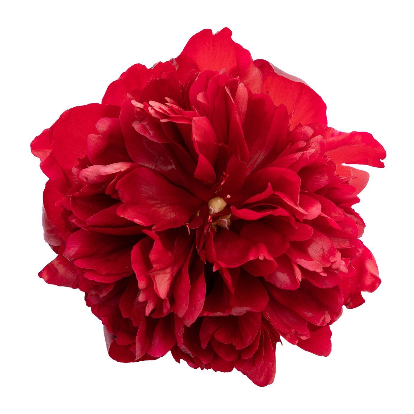 Paeonia 'Red Grace'