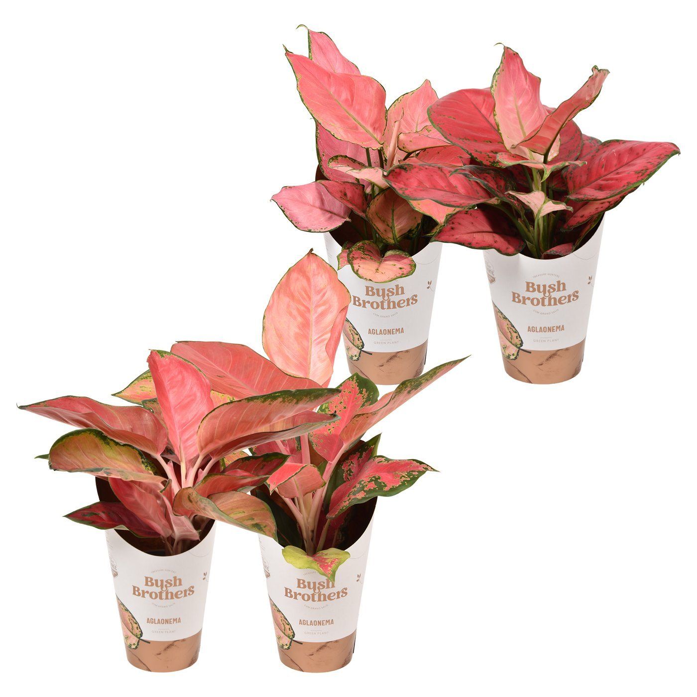 Aglaonema mix