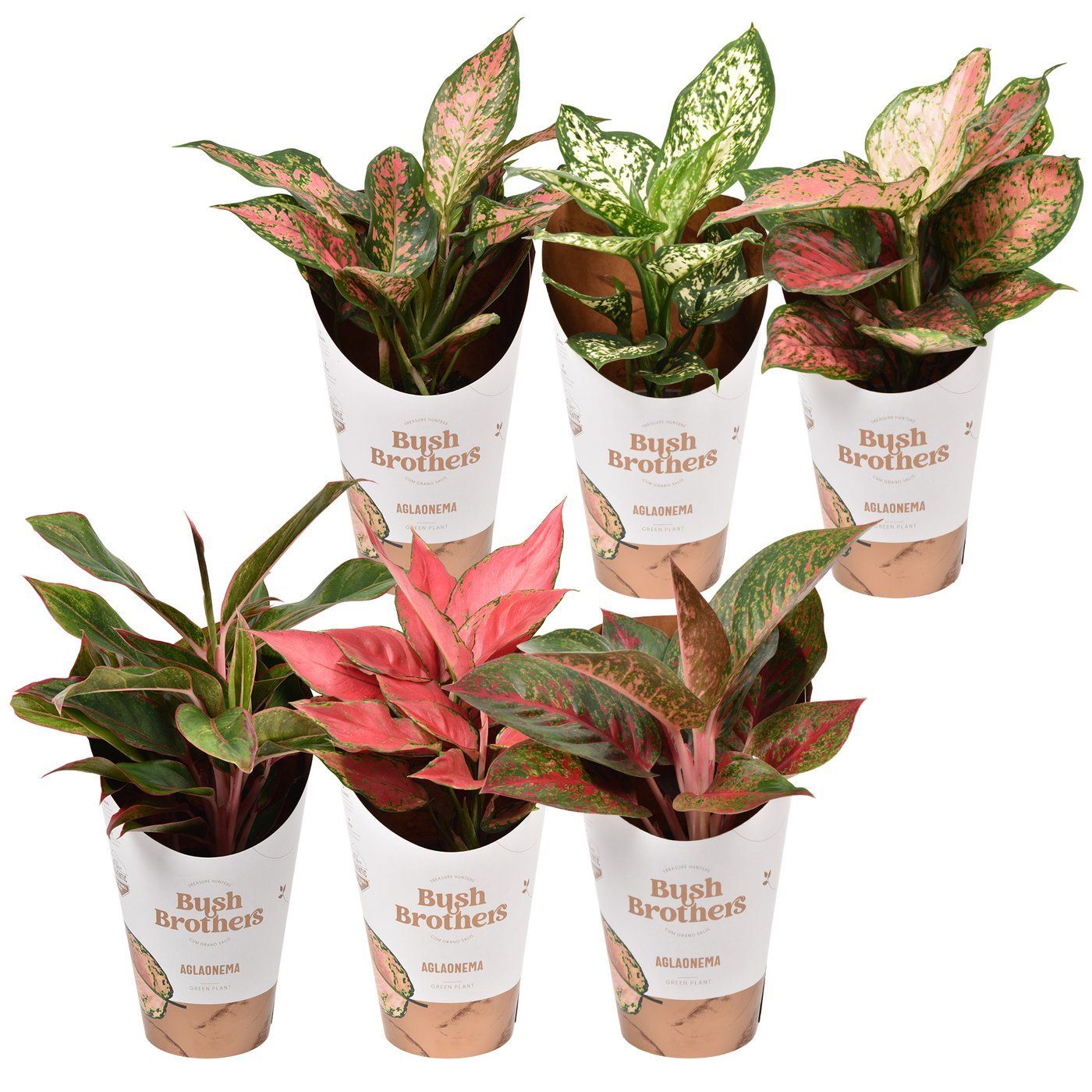 Aglaonema mix