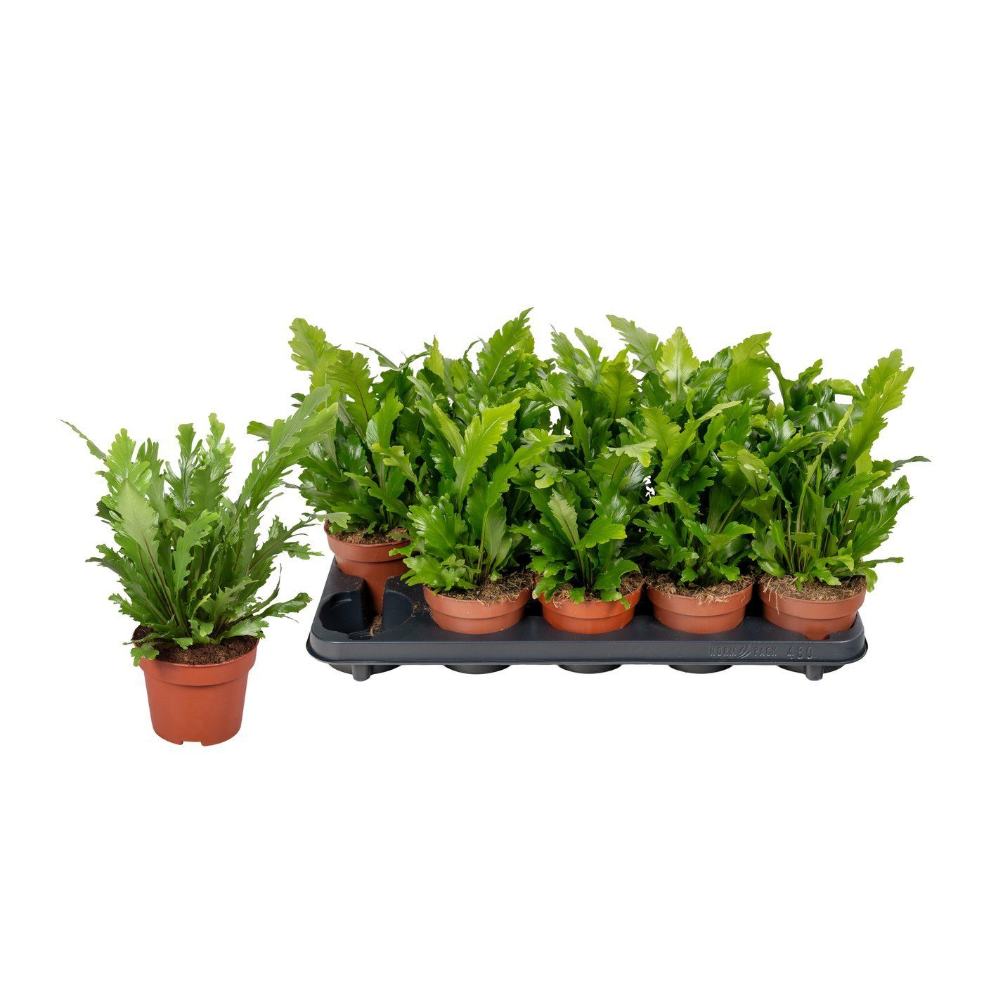 Asplenium 'Campio'
