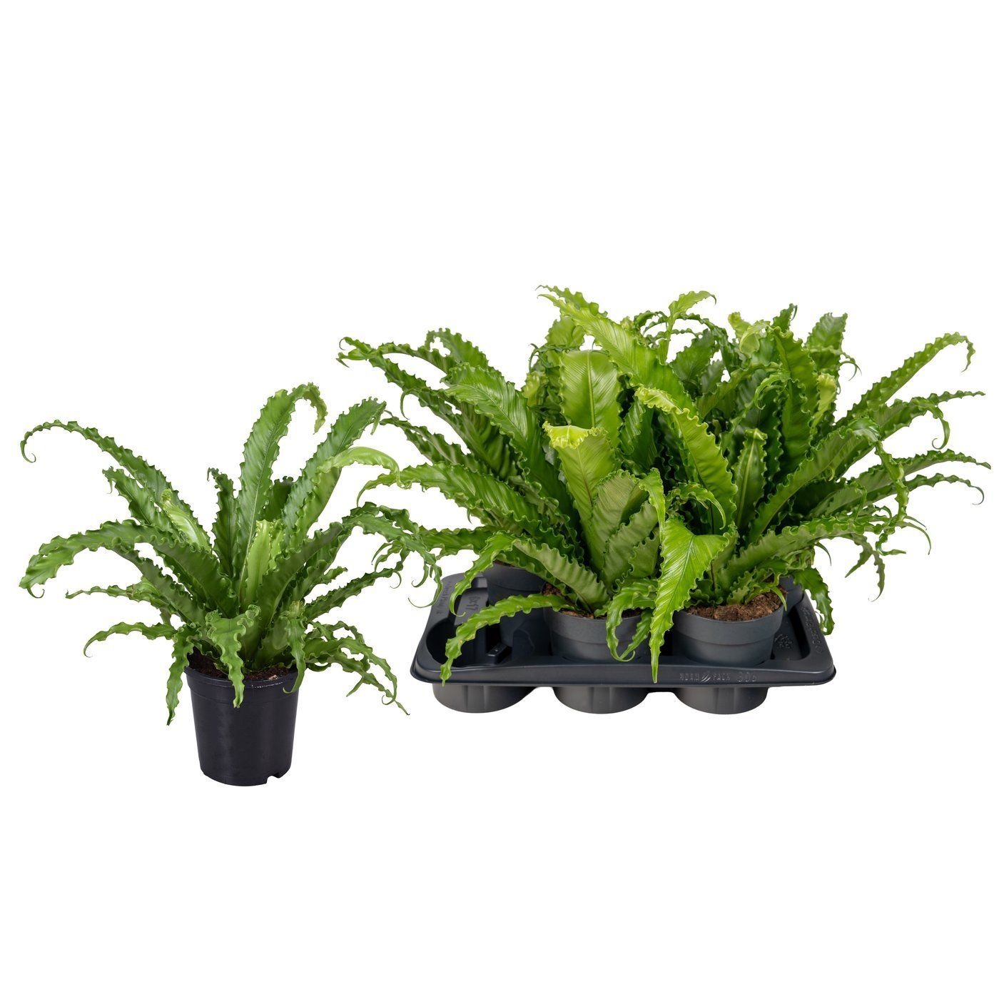 Asplenium 'Osaka'