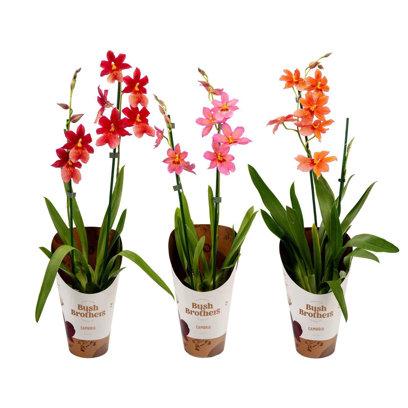 Cambria 'Nelly'