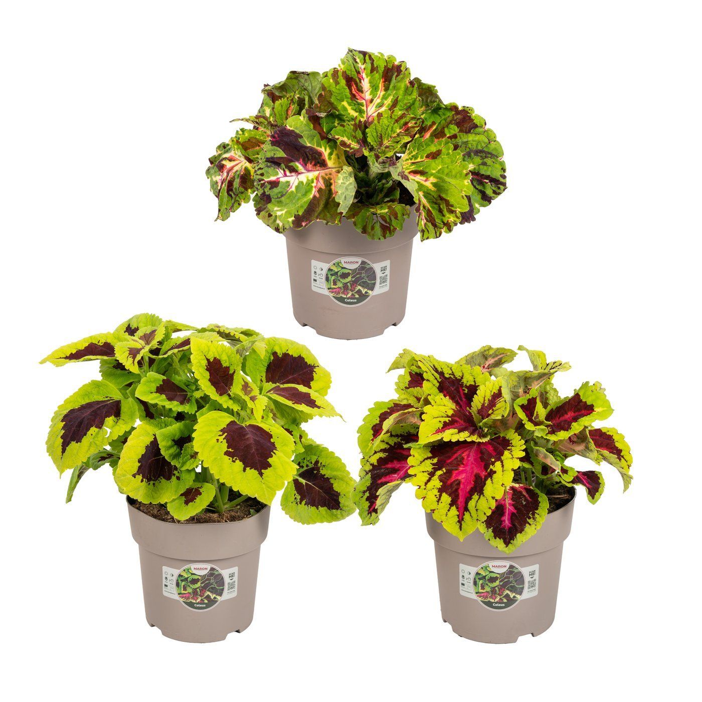 Coleus