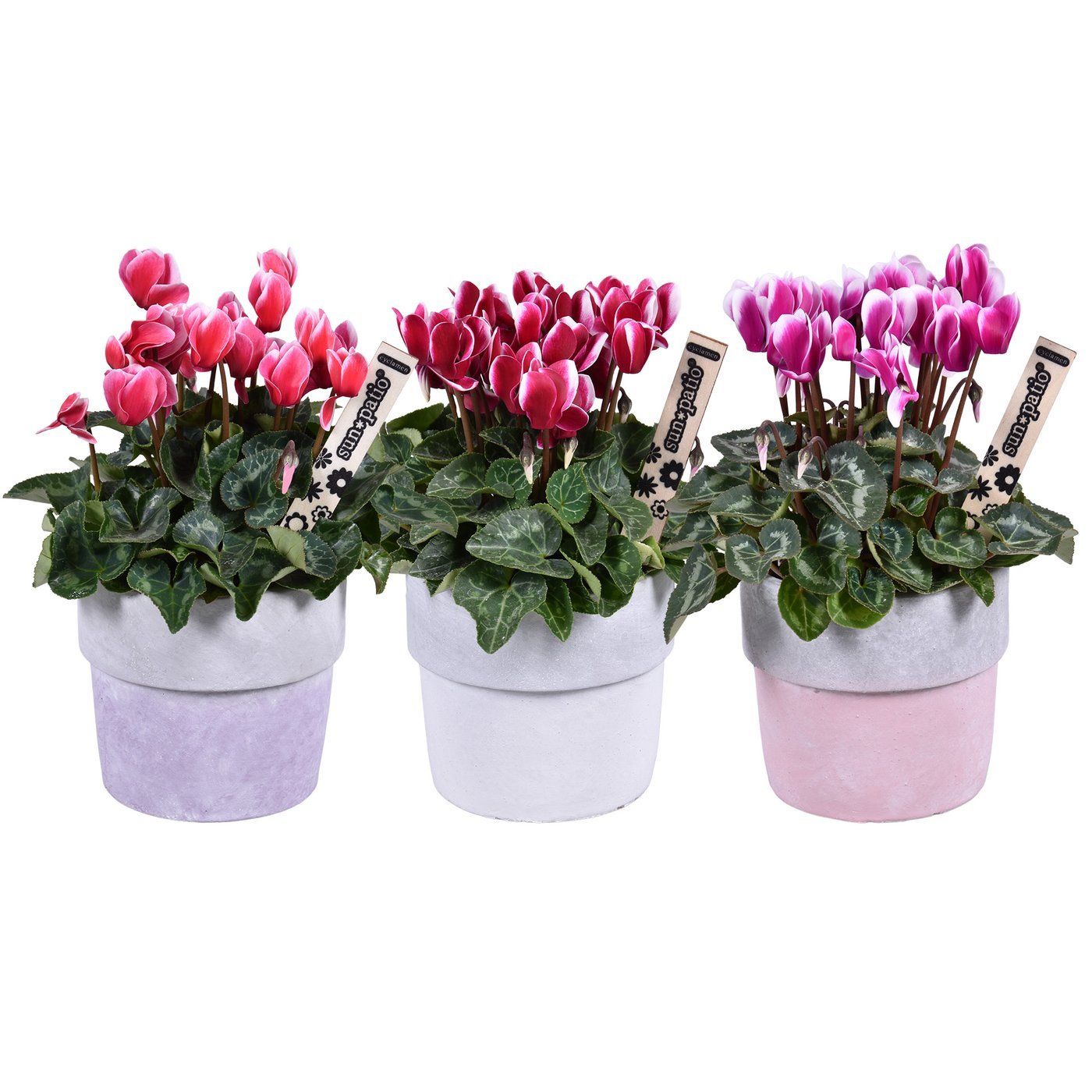 Cyclamen 'Fantasia'