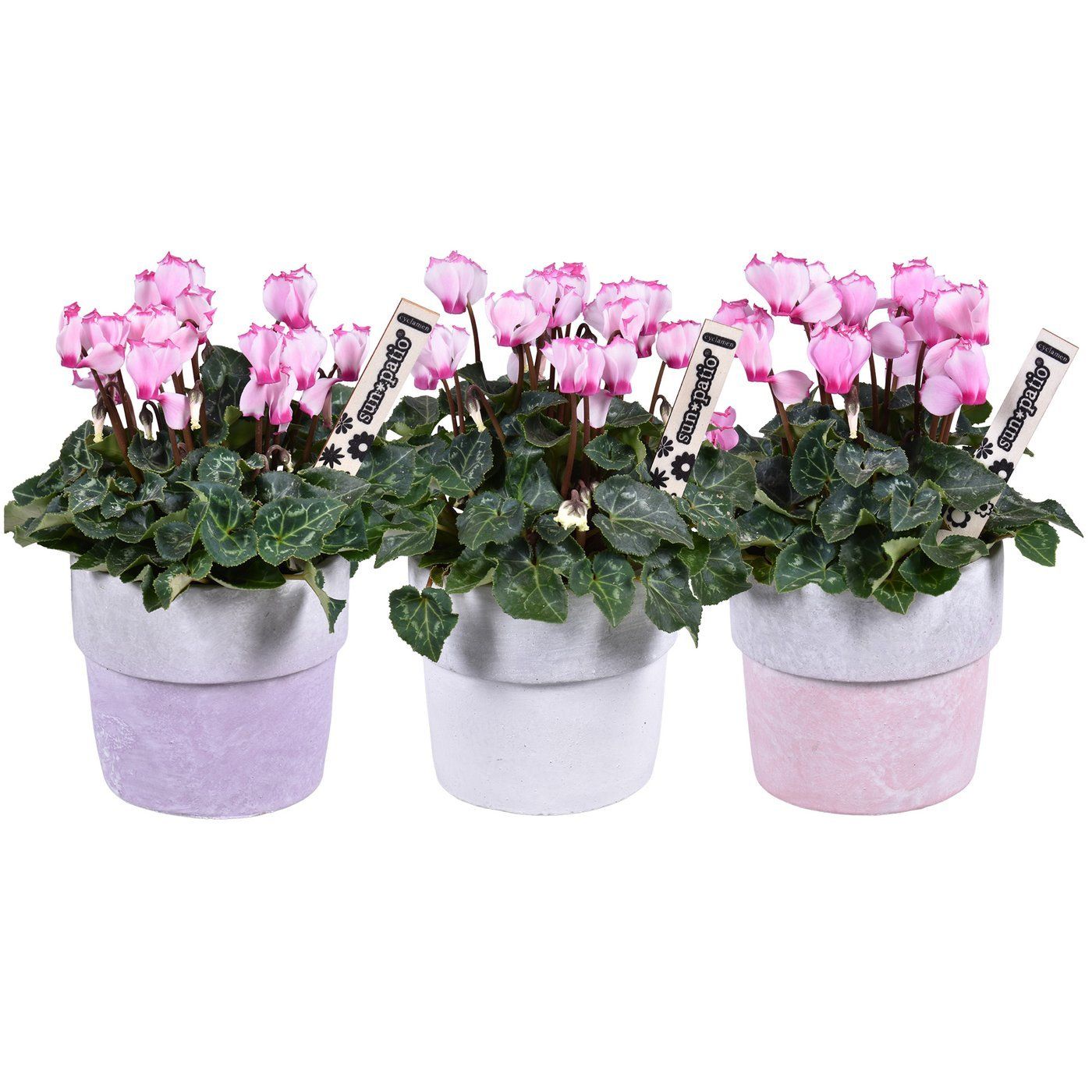 Cyclamen 'Victoria'