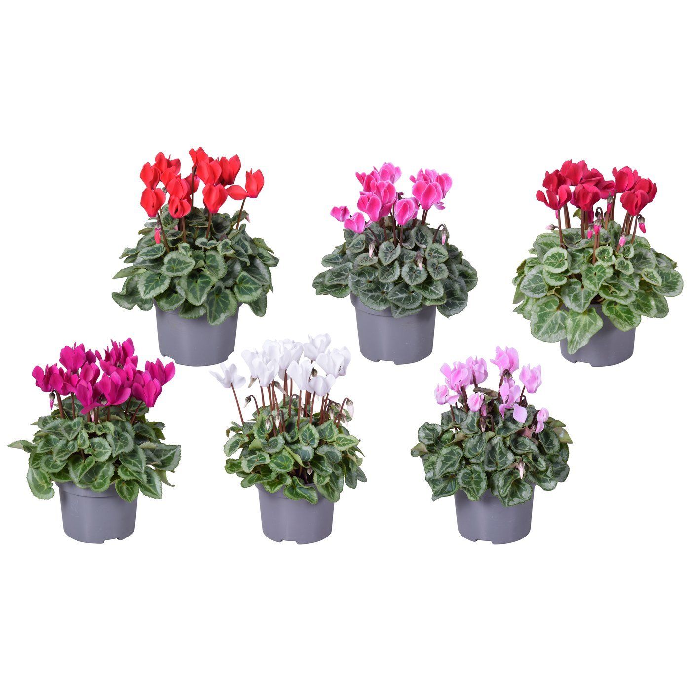 Cyclamen