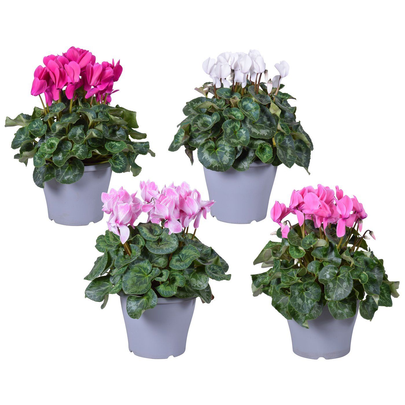 Cyclamen