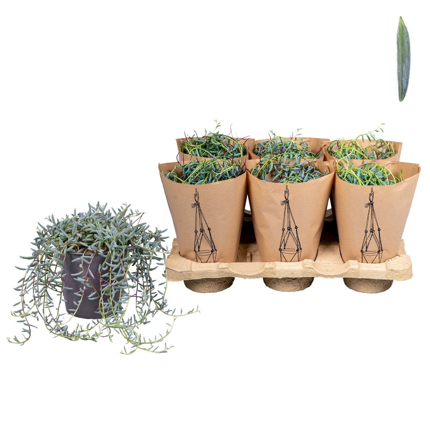 Senecio hallianus