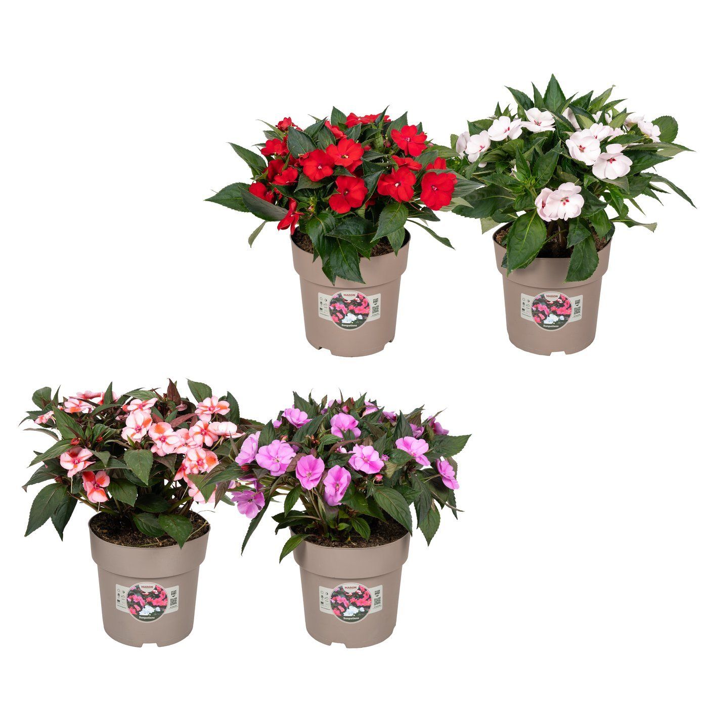Impatiens