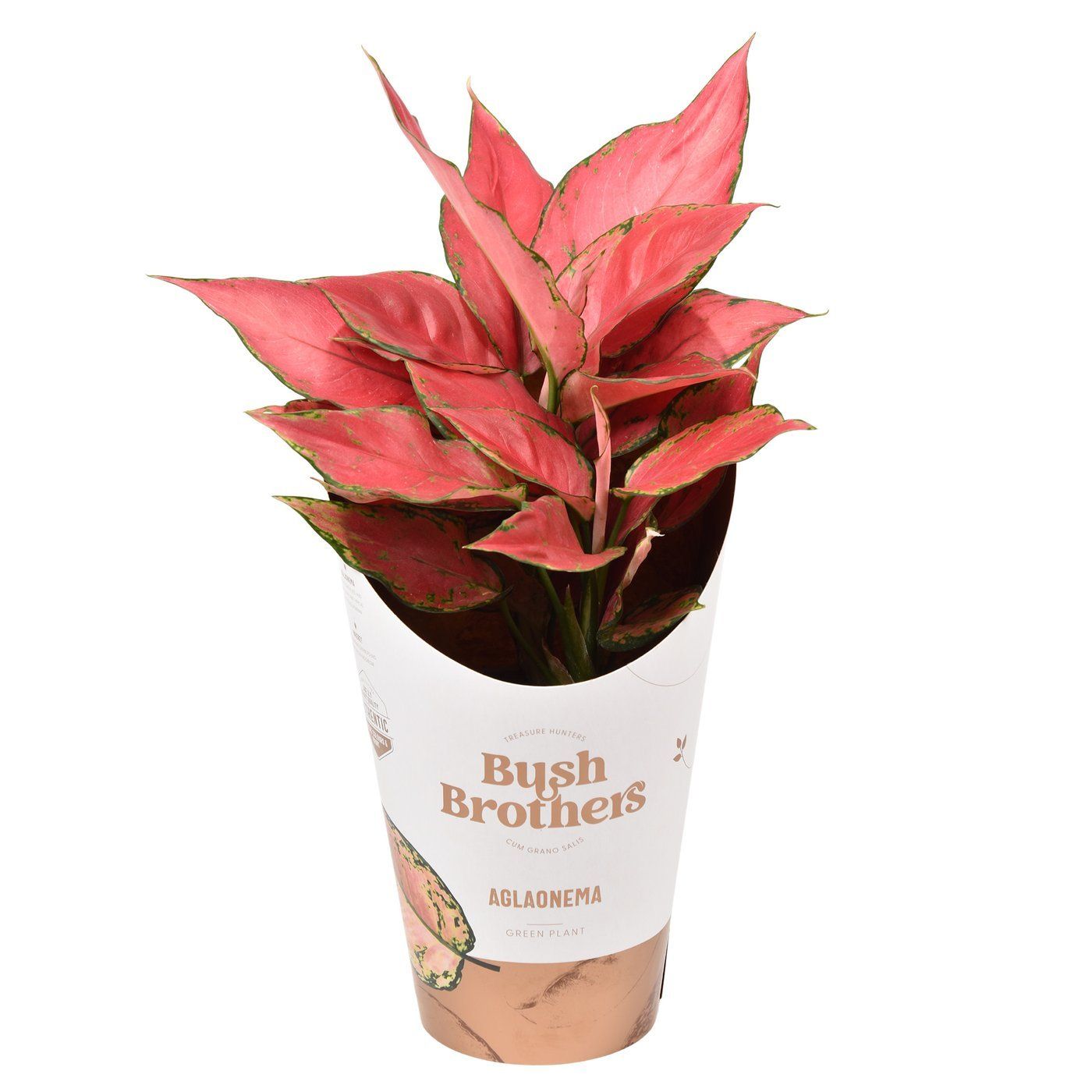 Aglaonema 'Cherrystar'