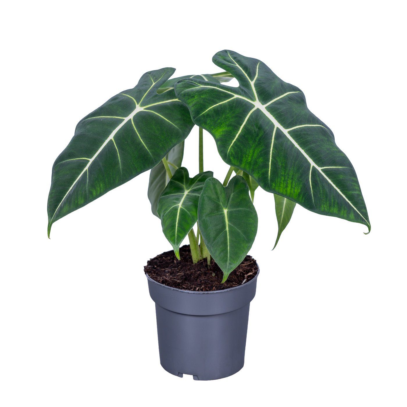 Alocasia 'Frydek'
