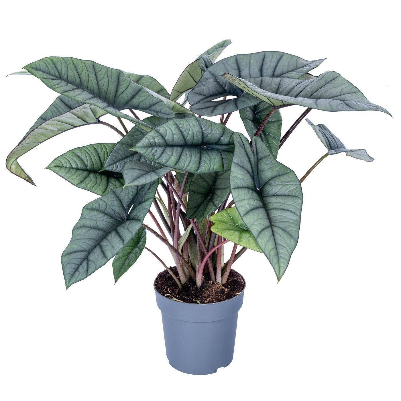 Alocasia 'Platinum'