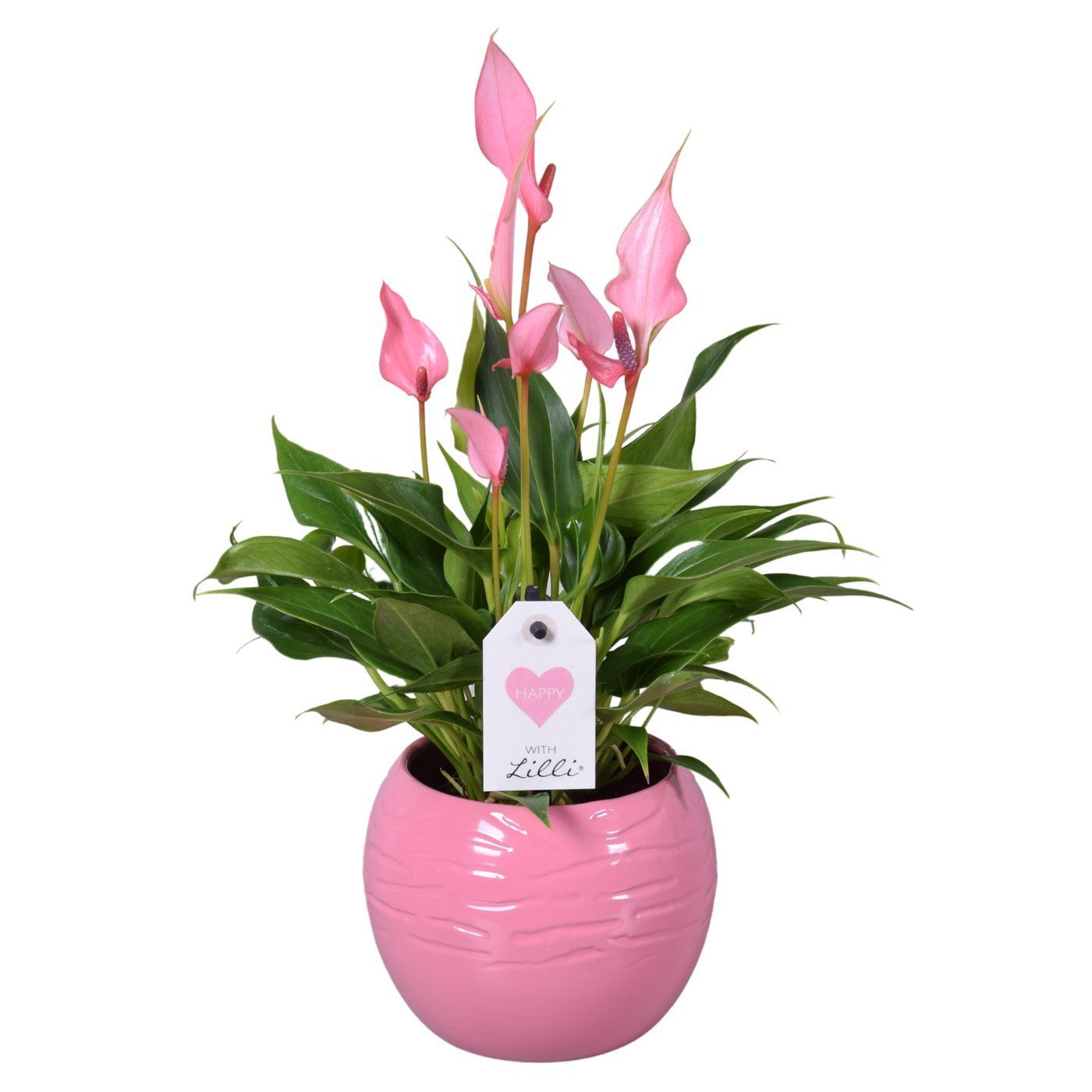 Anthurium 'Lilli'