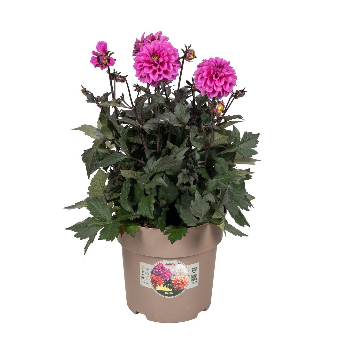Dahlia 'Dark Leaf Pink'