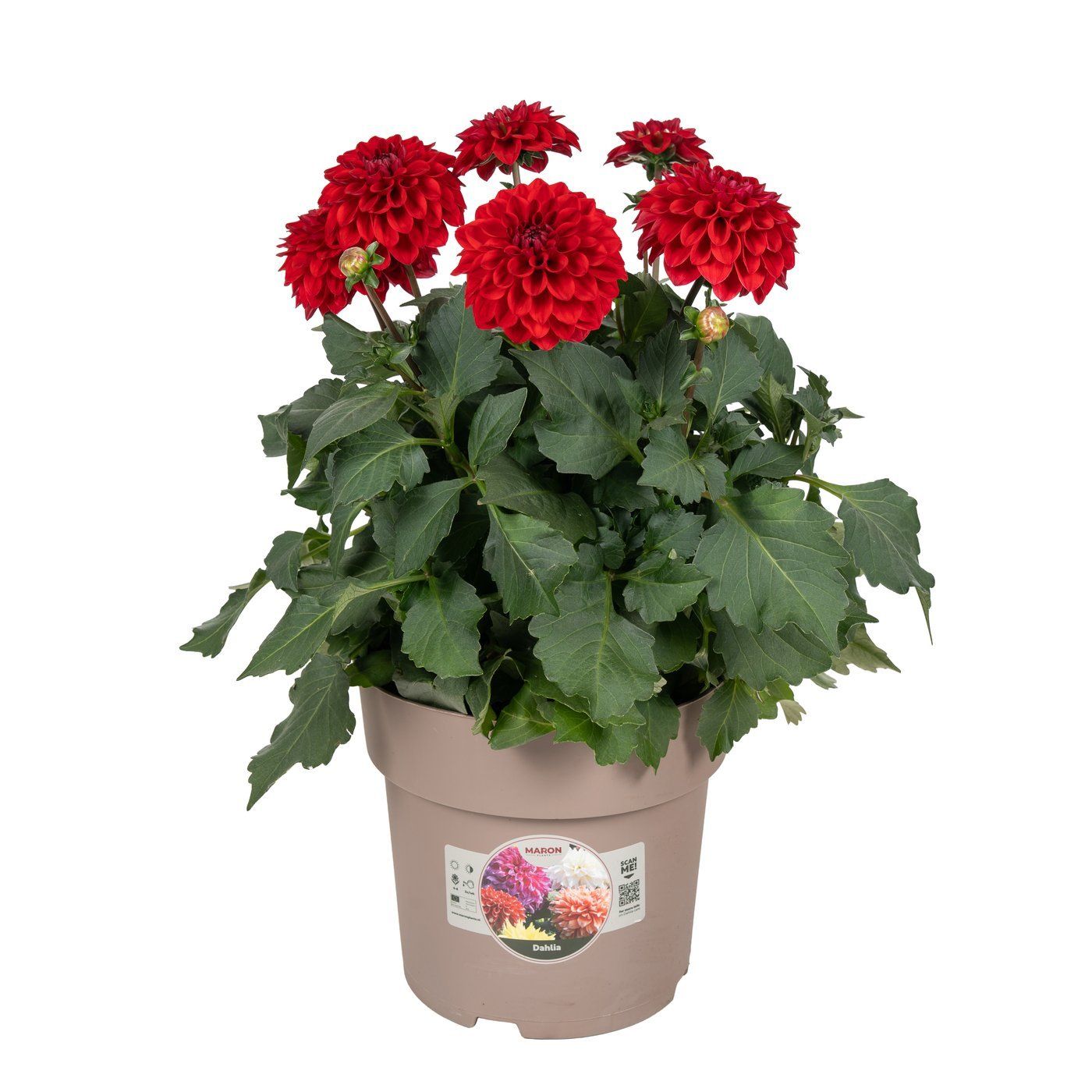 Dahlia 'Topia Red'