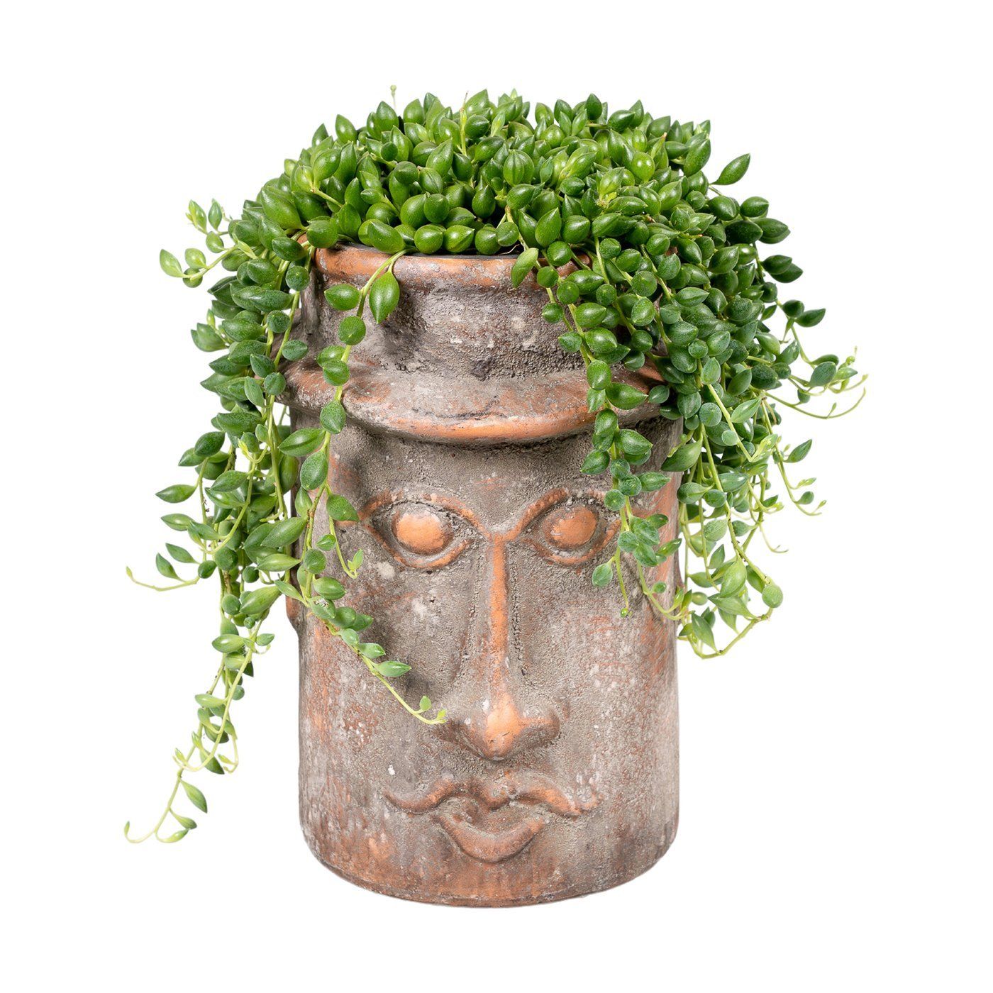 Senecio herreianus