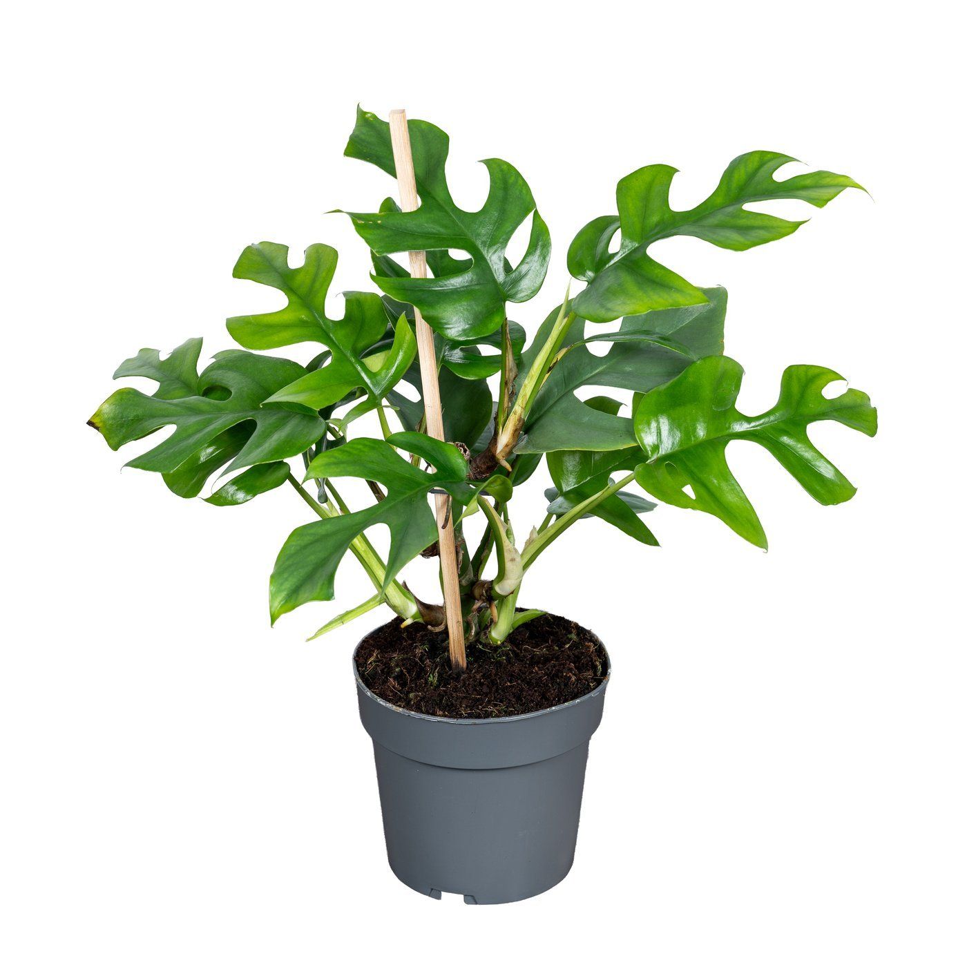 Monstera 'Minima'