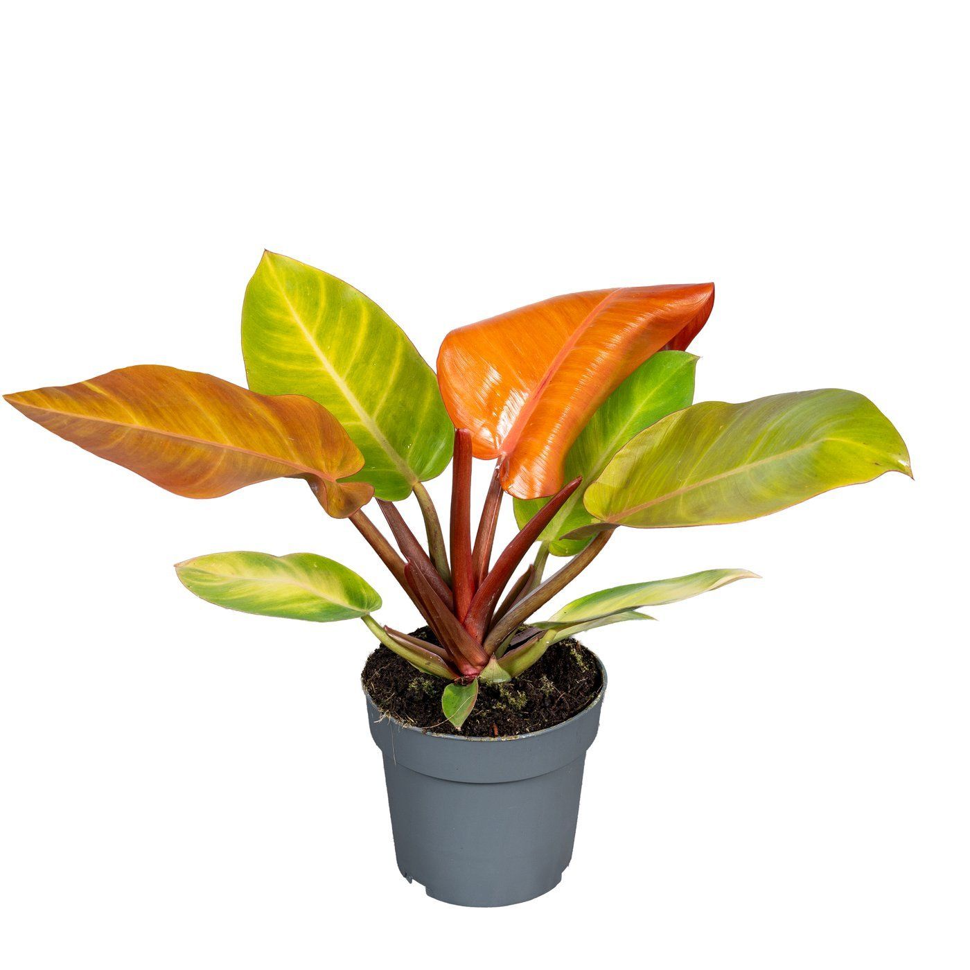 Philodendron 'Prince of Orange'