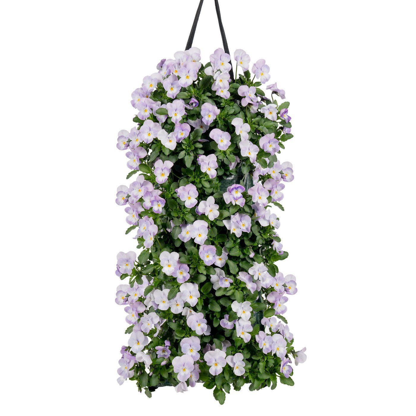 Viola cornuta