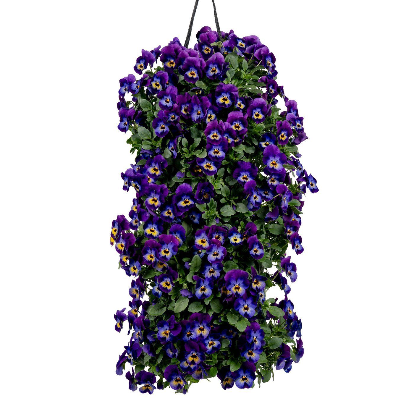 Viola cornuta