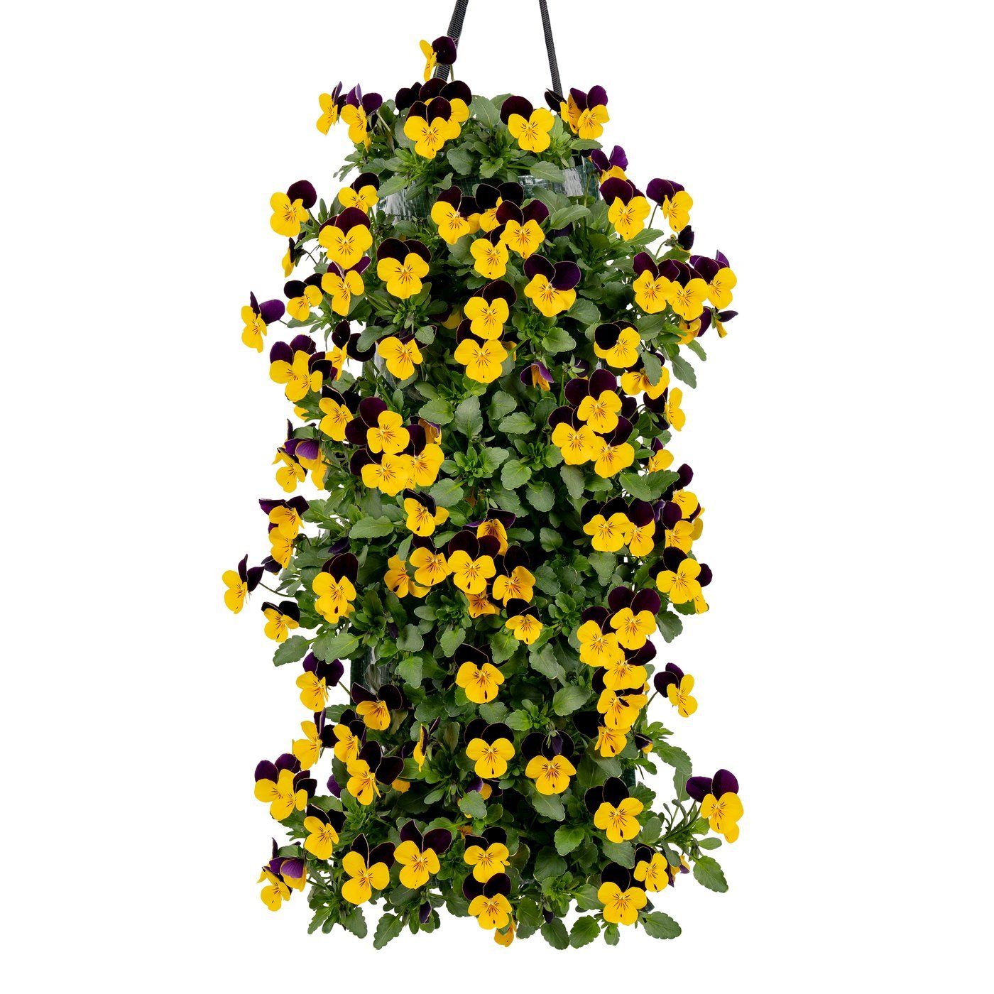 Viola cornuta