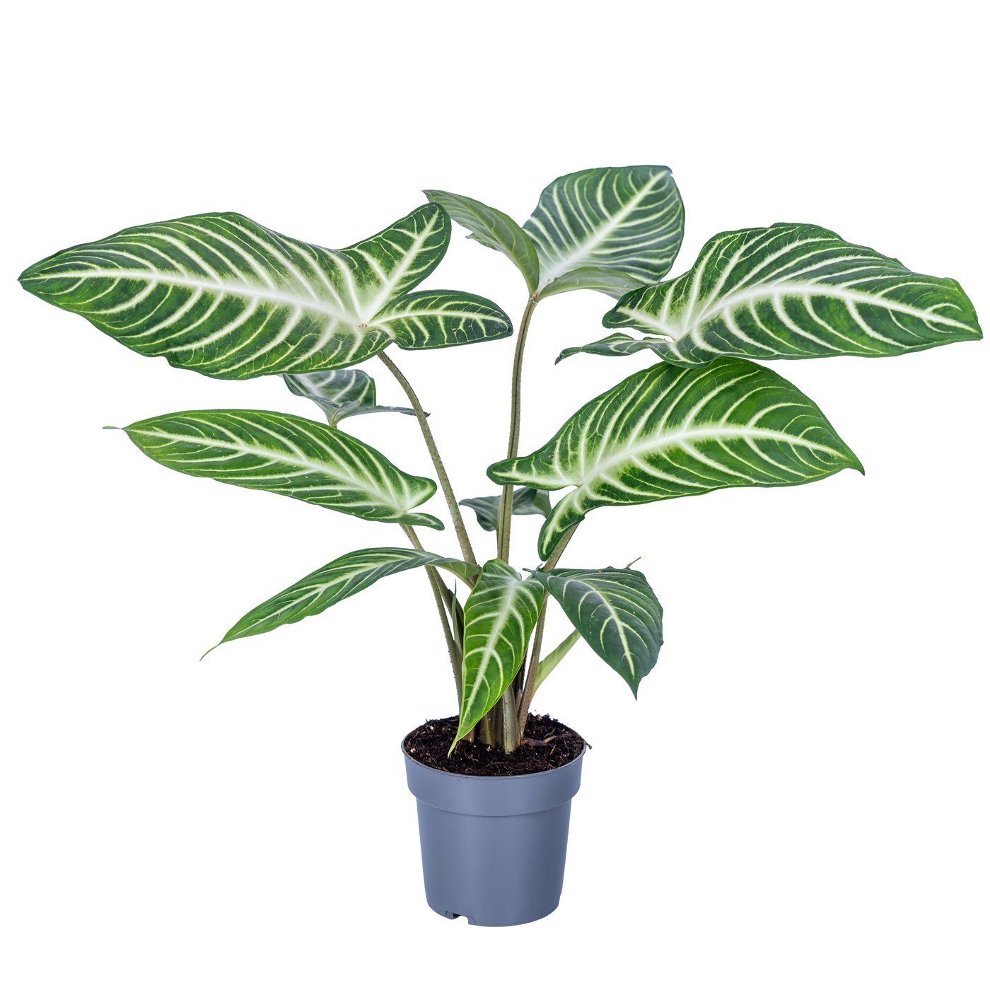 Xanthosoma lindenii