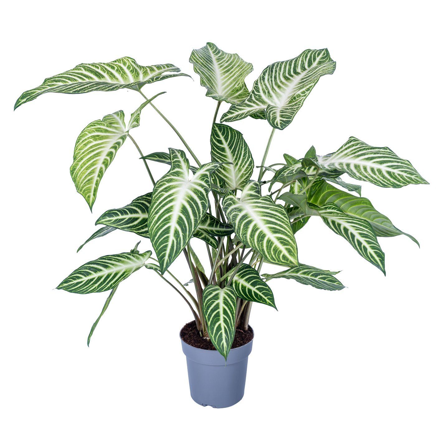 Xanthosoma lindenii