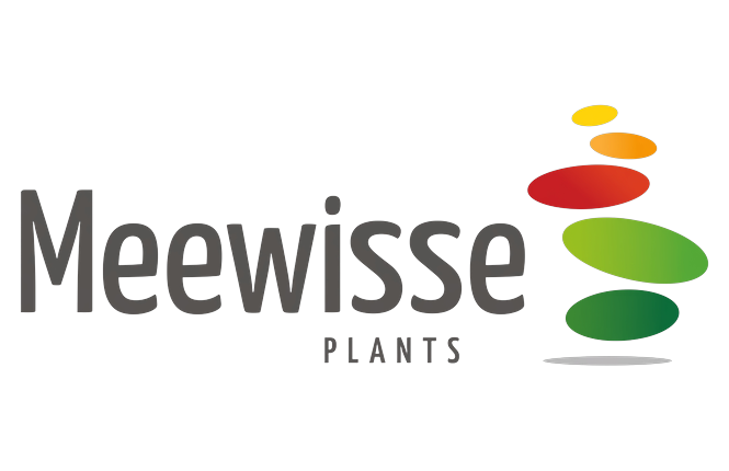 Meeuwisse Plants