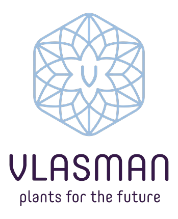 Vlasman